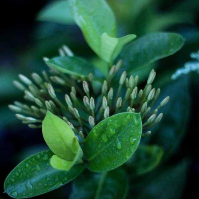 ক্যামেরা মডিউল