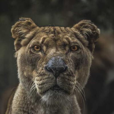 চার্জিং অ্যাডাপ্টার